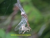 spiderr-with-dragonfly-4-223e9e8f455f6c483dda68c12668ff9d57591dab