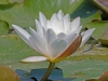 025-water-lilly-edited1-1-d630534ed7e398b315e2b418d8c8eb4033507ad7