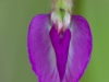 029-common-vetch_edited-1-1-22873a57b6c2eab7b902c62017cc841b6693d499
