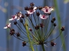 035-flowering-rush-copy1-1-a798087537f7be0b4eea32e12be7d600091967cb