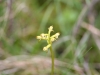 coral-root-orchid-3