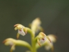 coral-root-orchid
