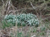 snowdrop-n-end-2009-3-9eed10c091350b4c7b04a0b94ac70cbd3971763e