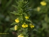 yellow-bartsia