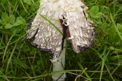 Fungi