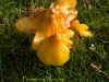 003-persistent-waxcap1-1-a90526855c509f835585f122e0a6bdacf46e58ae