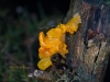 016-fungus-on-gorse-stump-1-1-bd6d8326a0c4d330e5881390a0ed5e8d550d3b8d