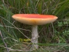 fly-agaric-toadstool-1-1-7d8cf2c159dabdcd2557f4296db7cd347a742e1d