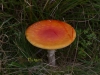 fly-agaric-toadstool-3-1-b664b4dd3091356be81faa5a550a10e521547bd4