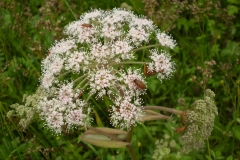 Insects