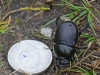 003-female-minotaur-beetle1-1-1ed31b60cf0b0d0da17ba295bafcc880a961fb59