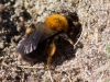 009-clarkella-bee-andrena-family