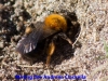 009-mining-bee-andrena-clackella-1-1-aaf567426ecb6a56cd3b86a1e6ac9a6cd36d02b2