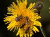 012-bee-and-hoverflies-on-sow-thistle-1-1-2c9de1e1c81719c055799239c032e447211d8bcb