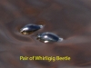 016-pair-of-whirligig-beetles1-1-416813860b6978d2f6a7411979432ff3f1487305