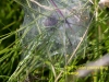 024-wolf-spider-and-egg-cocoon-1-2-bdfa10beee44d5dd306d67d6fd35448decf408ba