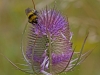 062-bumblebee-bombus-hortorum-on-wild-teasel-1-1-5bf092536a79a3120835a893c6bbcc1cf0781a13