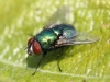 greenbottle-fly-2-fd5d3cd0d327200fad7e962f89717cd0bc1f34d1