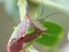 hawthorn-shield-bug-1-d0de6a457e60d80cd1c0d30c8b729c2c3018fd04