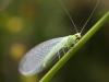 lacewing-green-2-6a3867f97199e6bdacaf182a0032e52cb654f3e0