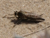 robber-fly-walney