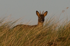 Mammals