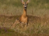 007-mother-and-fawn-july-2013_edited-1-3bee7ddc69894a5409b17842a066c1c105637022