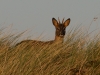 standing-roa-buck-in-grass-nov-2011