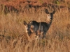 three-deer-3-1-0e26b3e0f38127af593178a842530ff91f0b5270