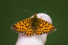 Moths-Butterflies