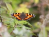 005-small-tortoiseshell-97129415a7f68c199f1c982c469669a71f63c87f