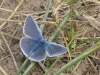common-blue-walney