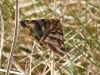 dingy-skipper-may-2010-1-54461f941e7b6952615642817da8308e1ee74593