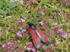 five-spot-burnet-confluent-form-walney