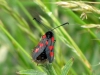 five-spot-burnet-walney