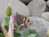 grayling-walney