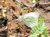 green-veined-white-walney