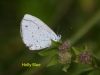holly-blue-23-july-2009-long-pond-8-1-c08156c6a7c4d23d6016dabf063ae586fc82b7b3