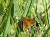 large-skipper-walney3