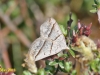 lead-belle-moth