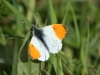 orange-tip-gillies-may-2010-2924429f426fca204e53e459c56f4a74d270a6d2