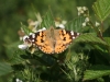 painted-lady-july-2009-19500ceab68e8c11a879fb8eb40bf5d89242f3b0
