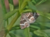 red-twin-spot-carpet-moth-c3e6bb0cf7c7bfb655377a8d5452913cc6c1231e