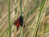 six-spot-burnet-walney