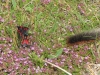 six-spot-burnets-and-garden-tiger-moth-walney