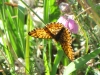 small-pearl-bordered-fritillary-walney