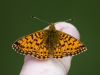 Small Pearl Bordered Fritillary on Jims Finger