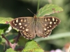 speckeled-wood-1-sept-2010-1-7557e1c6e2c9549940ea2832cc798d07d2d94134