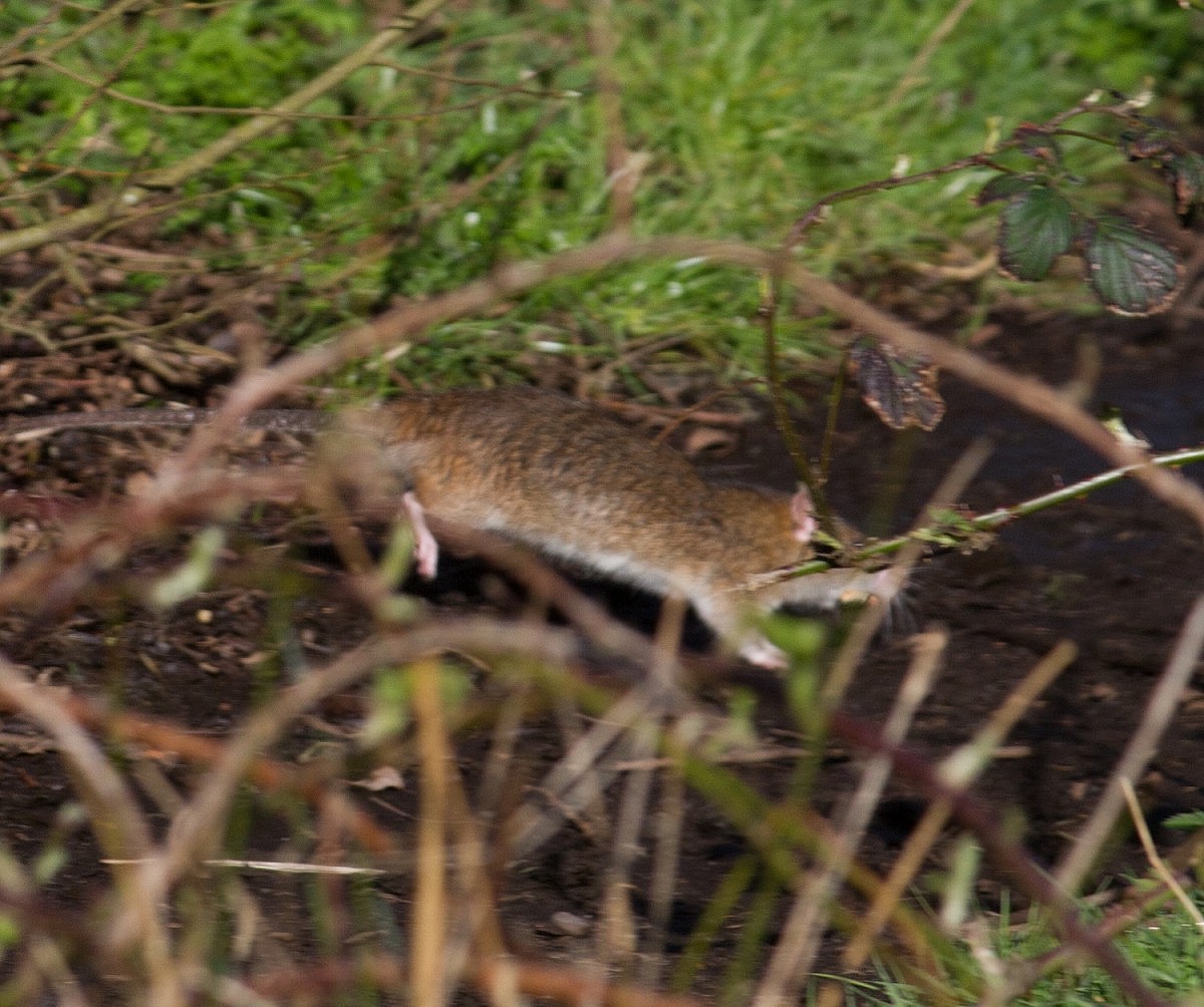 IMG_3824 Rat crossing path – Copy – Walney Wildlife